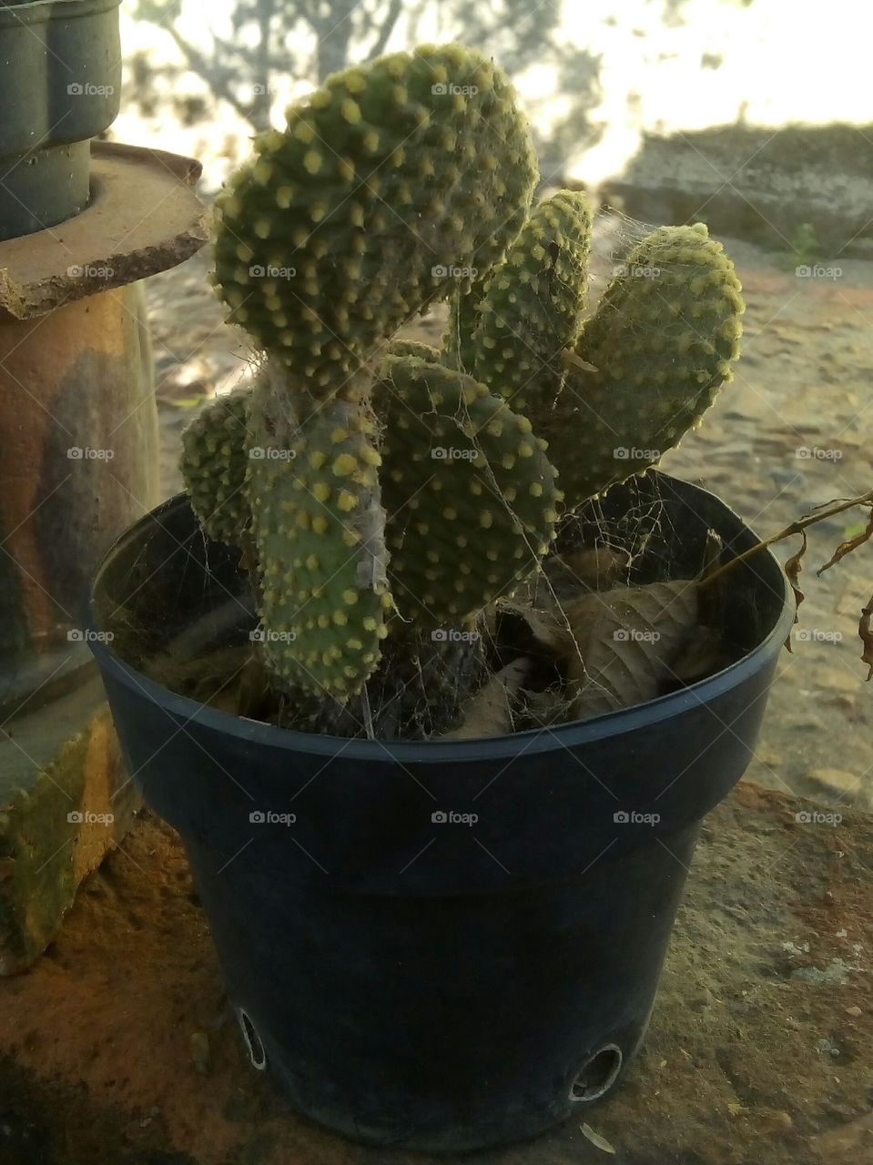 Cactus