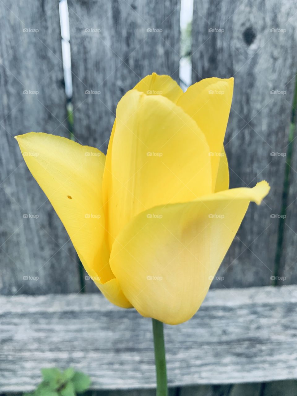 Yellow tulip w/ wooden fence background 