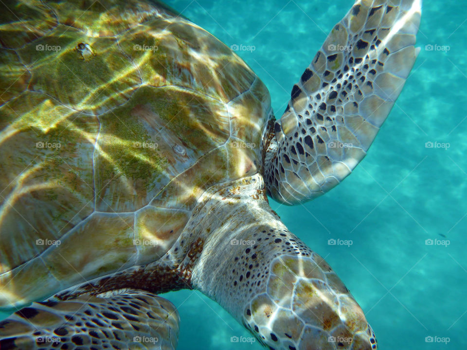 Sea Turtle up and close