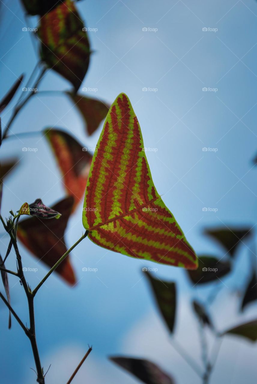 Butterfly leaves.