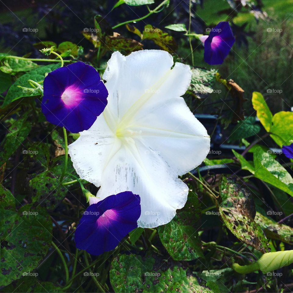Opposites attract. Morning glories and moonflowers intertwined.