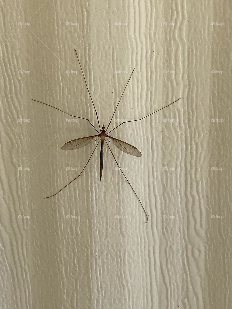 Big mosquito 
