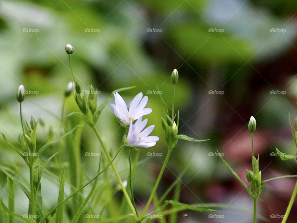 White forest flowers 