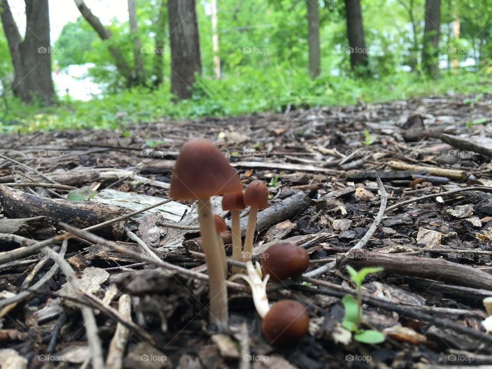 Tiny mushrooms in woods soft focus