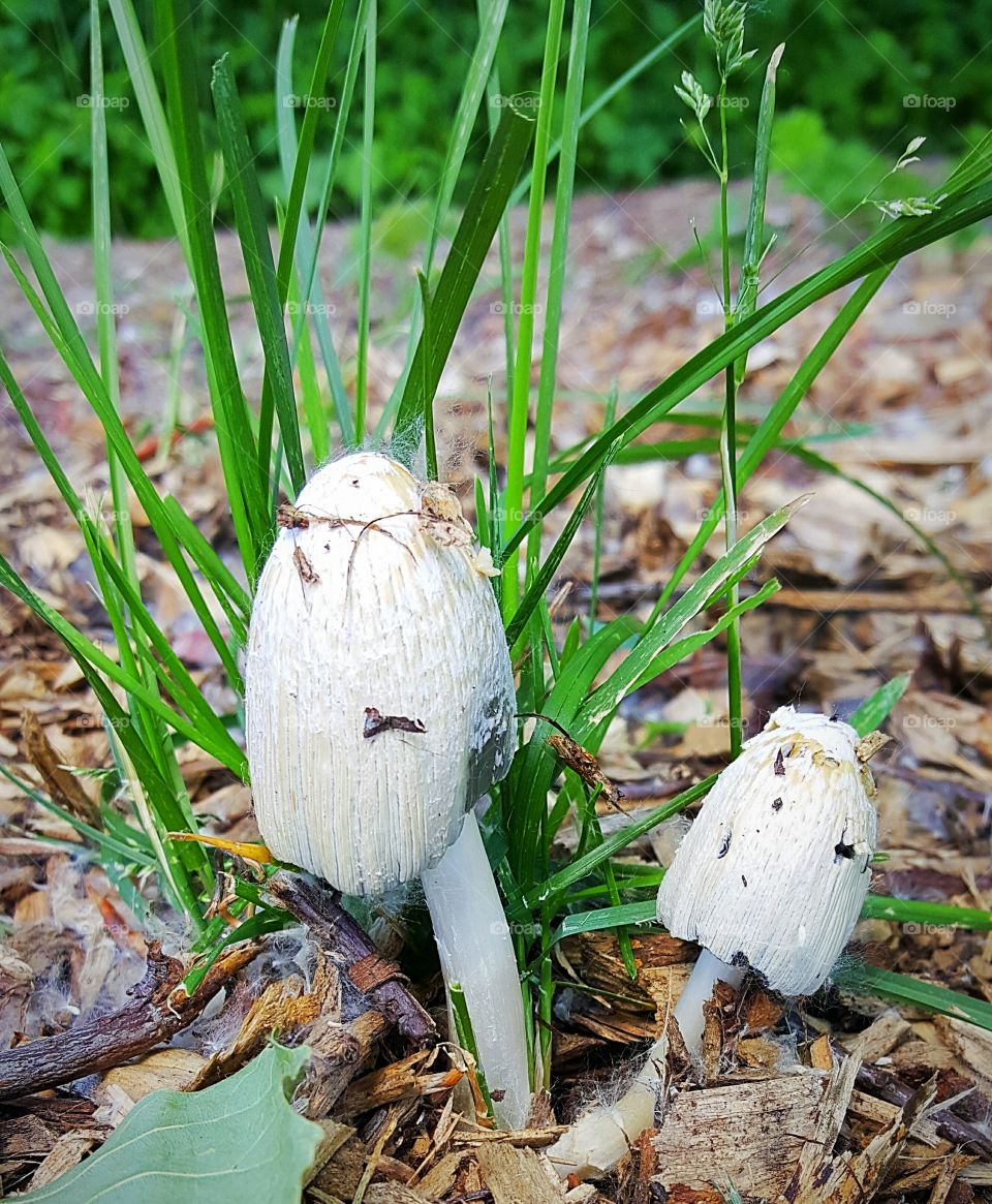 wild mushroom at the park