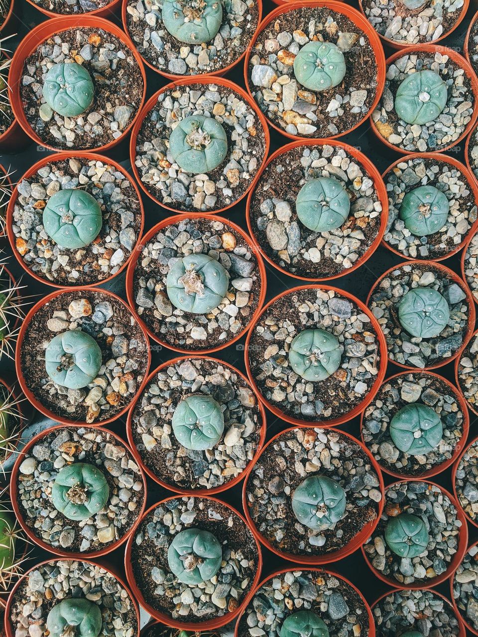 Top view of beautiful blooming flowers close up. Green flowers in garden.  Cacti