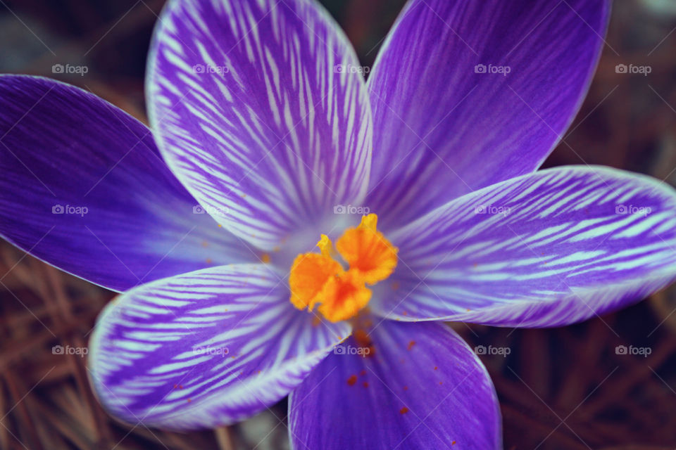 Purple Crocus