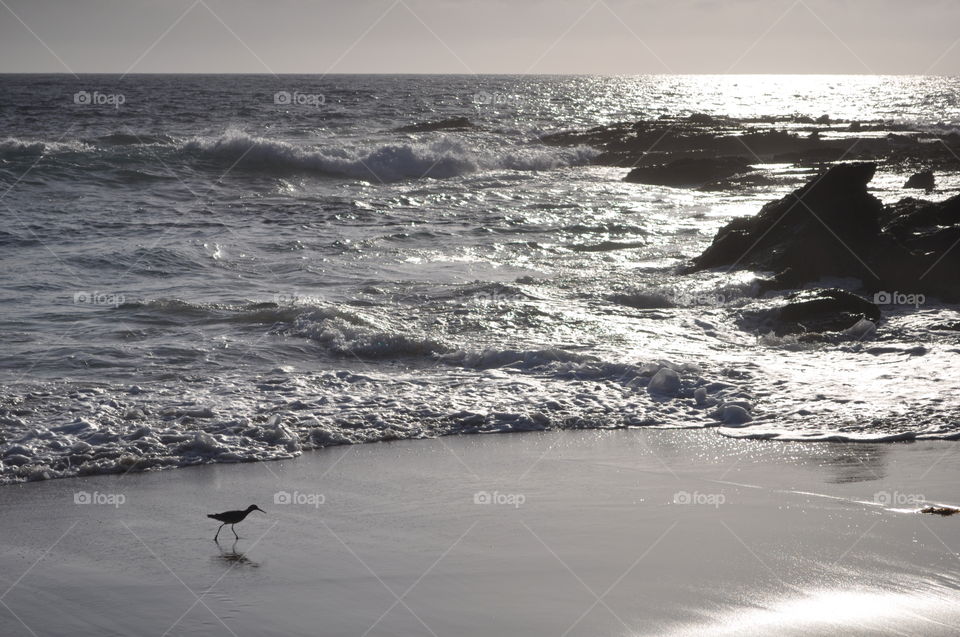 Bird by the ocean