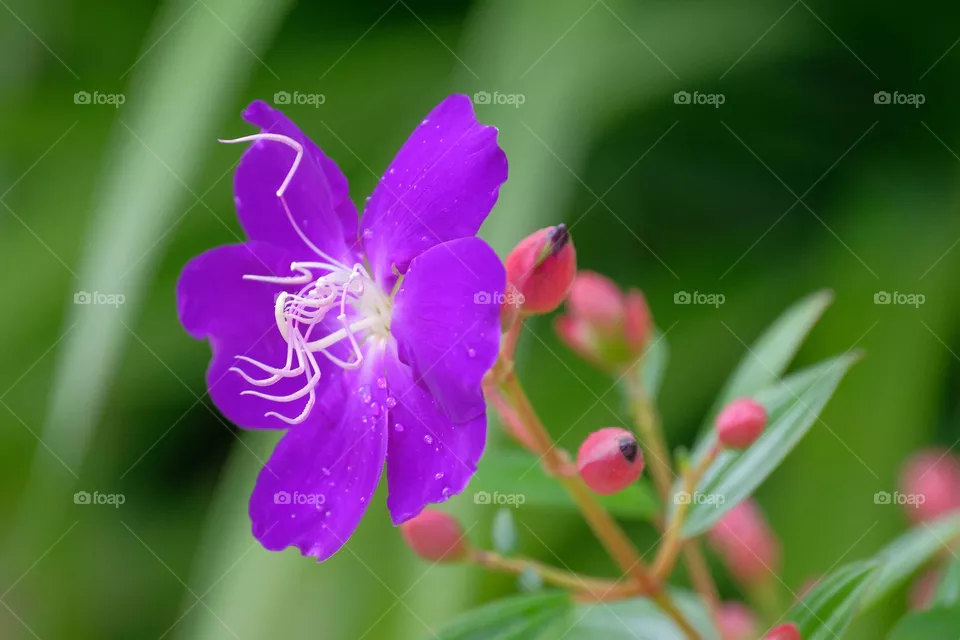 purple flower