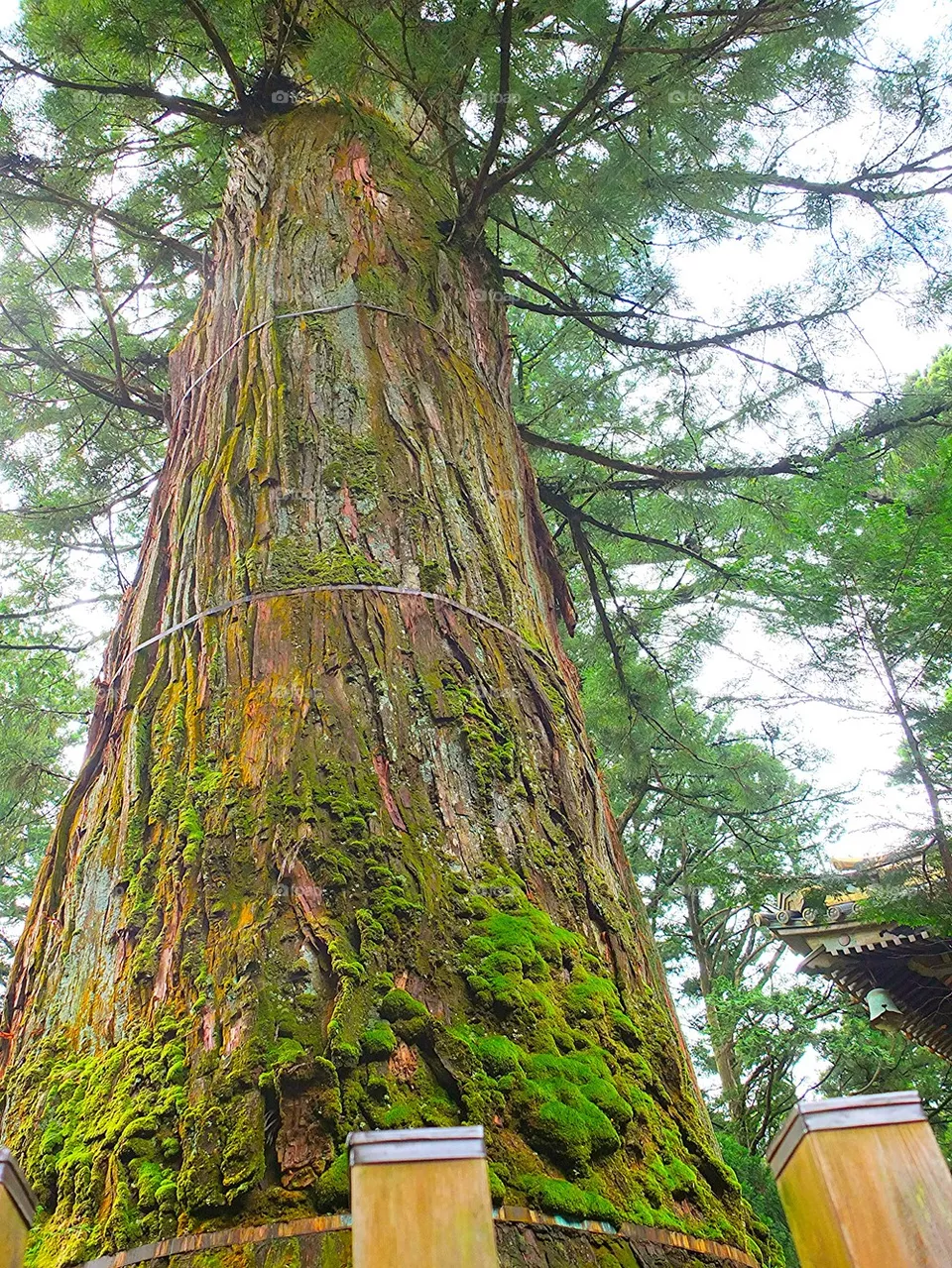 big tree
