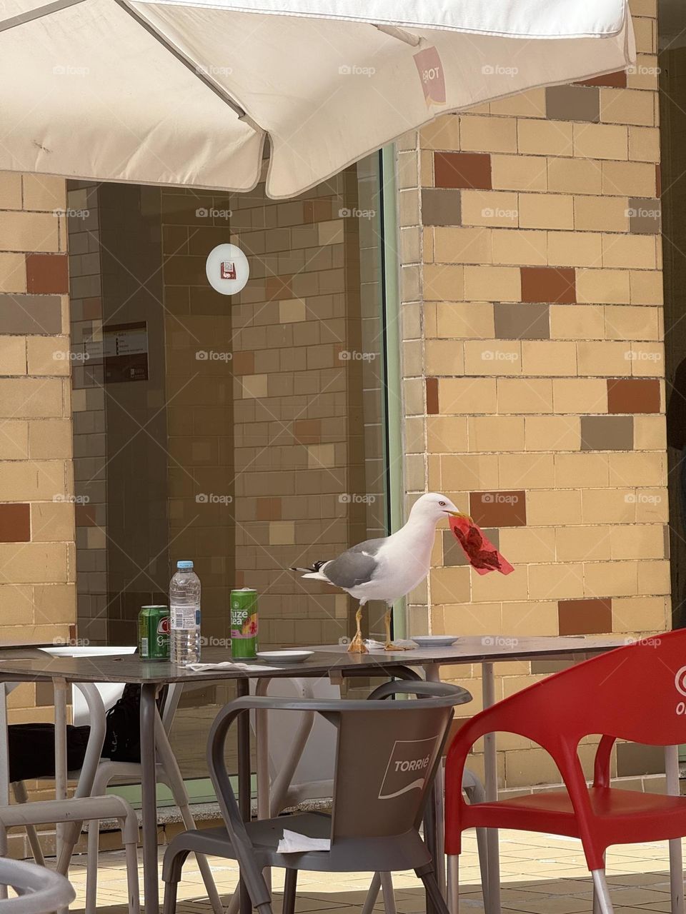 Gaivotas em missão secreta: infiltrar-se no bar e roubar a cena!