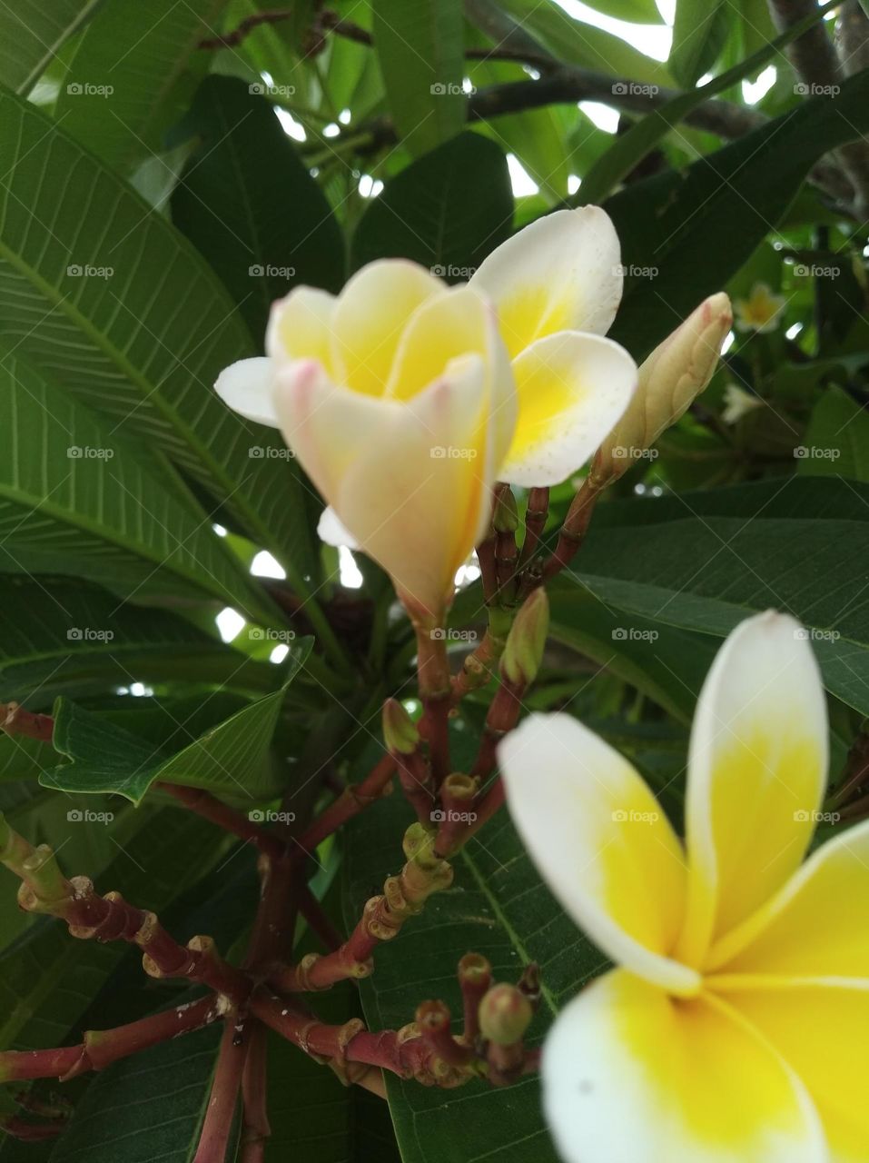 white and yellow flower seasonal fresh shurb small size looks very beautiful generally found everywhere