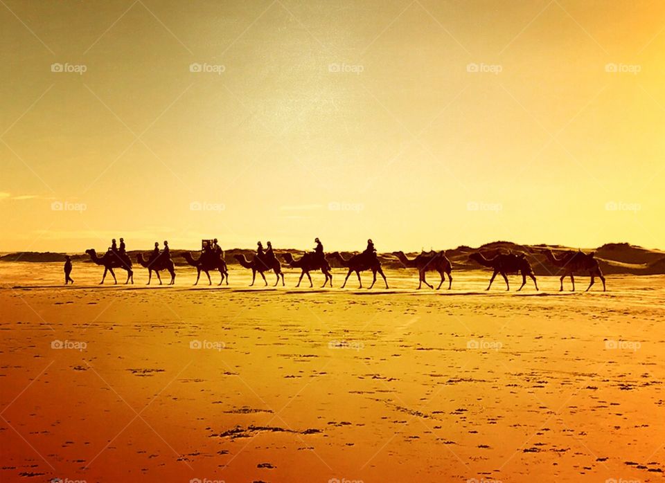 Australian sands turned arabian 