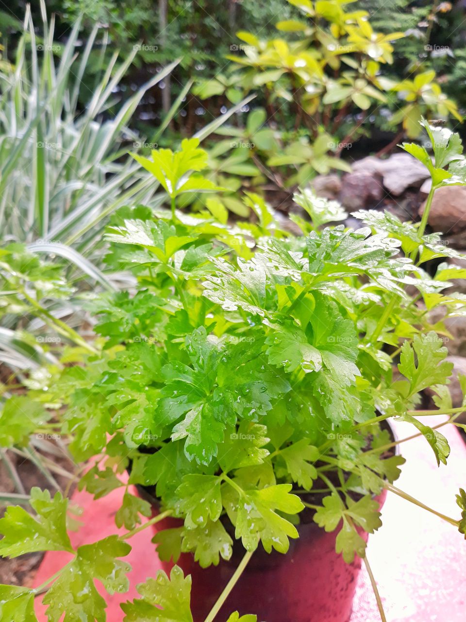 Celery plant in garden after rain
