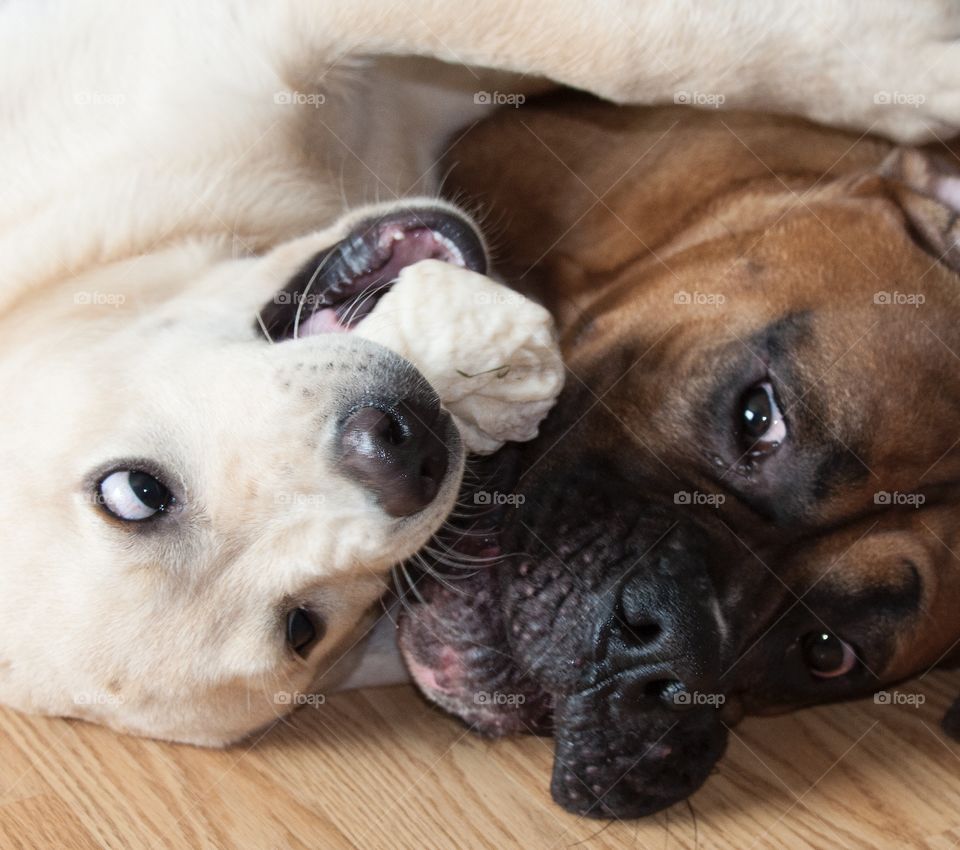 A yellow lab and a boxer playing with a chewy and looking at each other