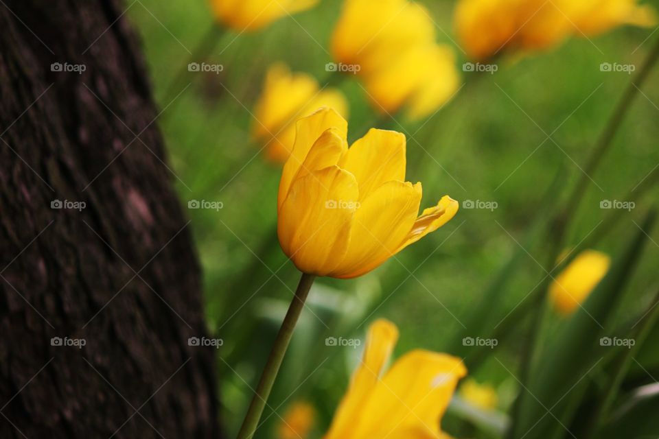 Yellow tulip blooming at outdoors