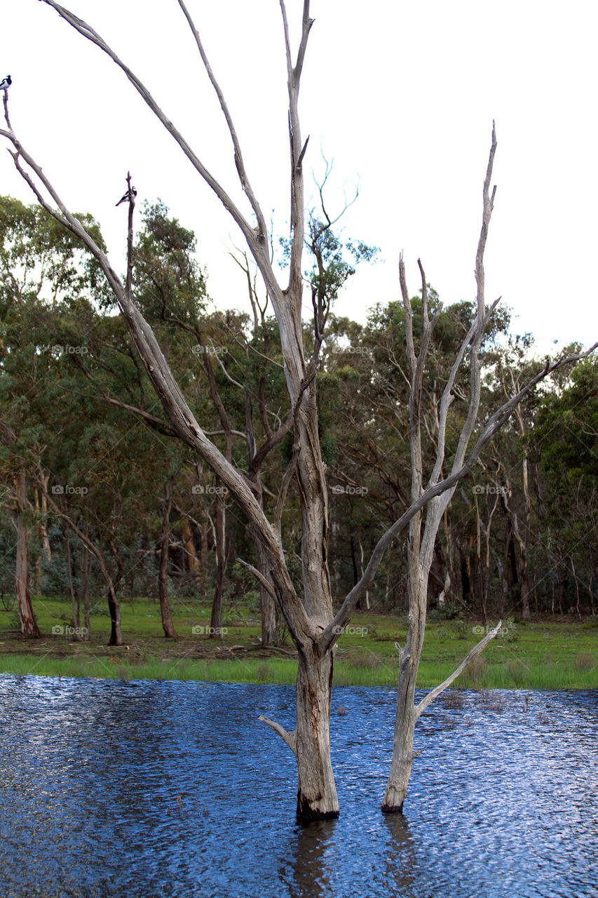 nature tree water forest by splicanka