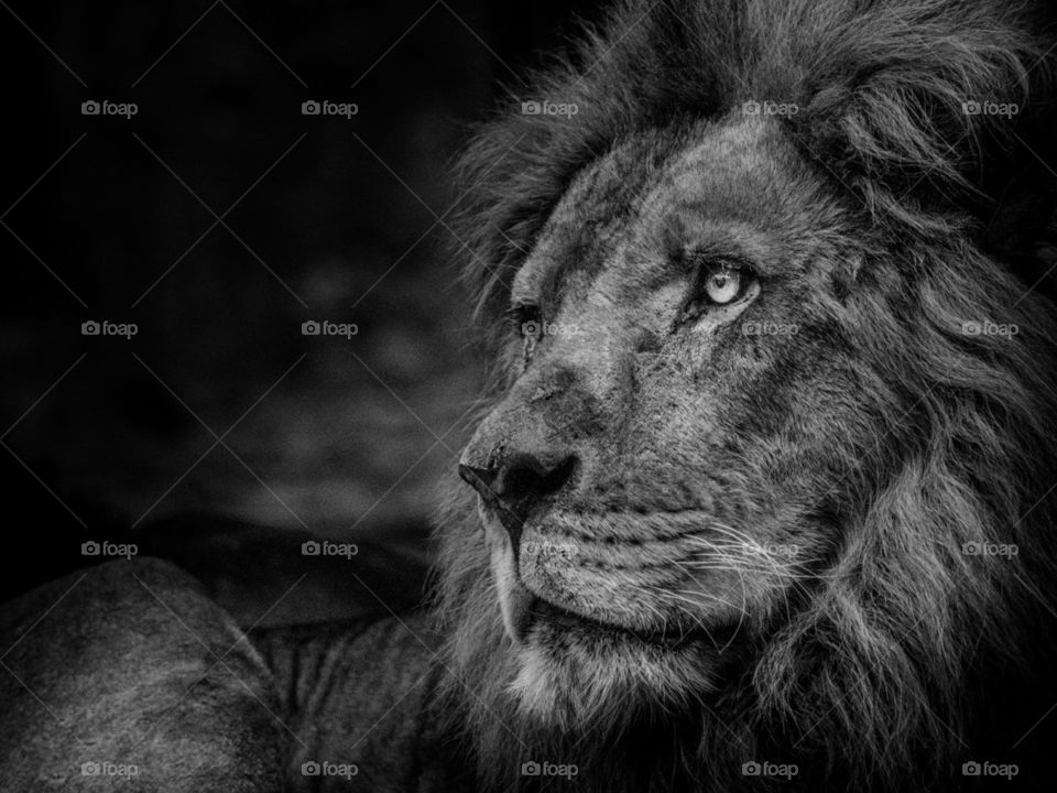 Staring lion in black and white