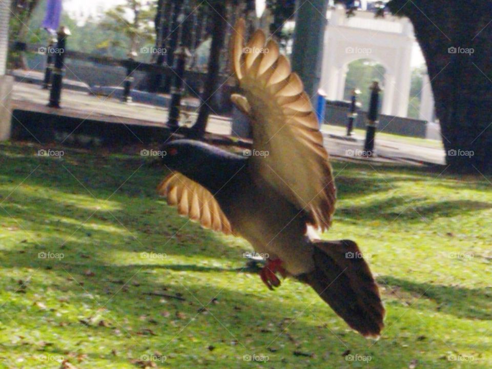 Bird flying in park