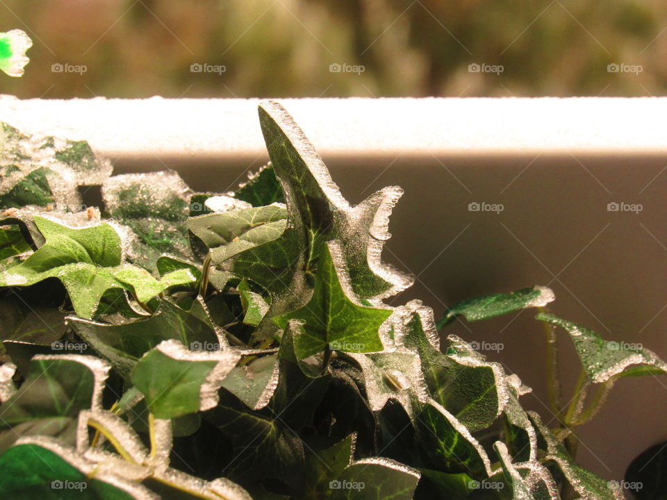 Close-up of frozen leaves