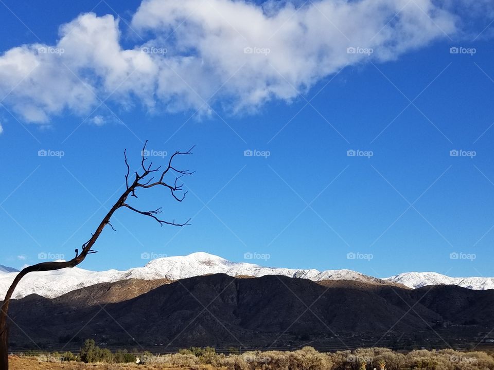 High desert landscape after a winter storm.
Dead tree branch reaches out to create a silhouette against the blue sky, with distant mountains.