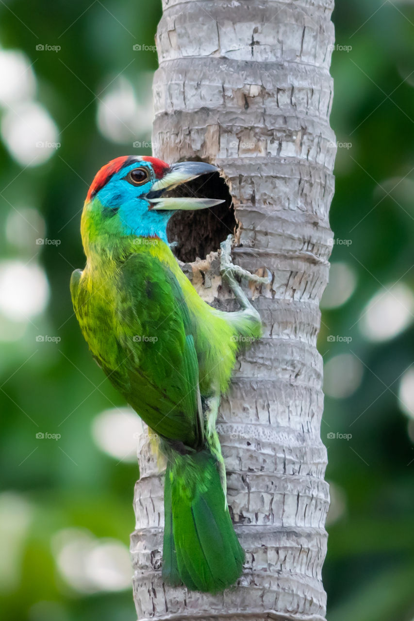 Birds are the beautiful creation of mother nature & live so closer to nature compare than human. Every bird has its unique colour & features which makes them so eye catching & beautiful.