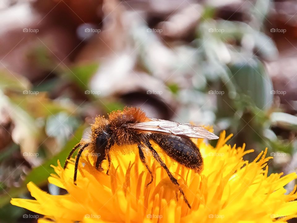 Close-up of a bee surching nectar and pollen on an dandelion flower