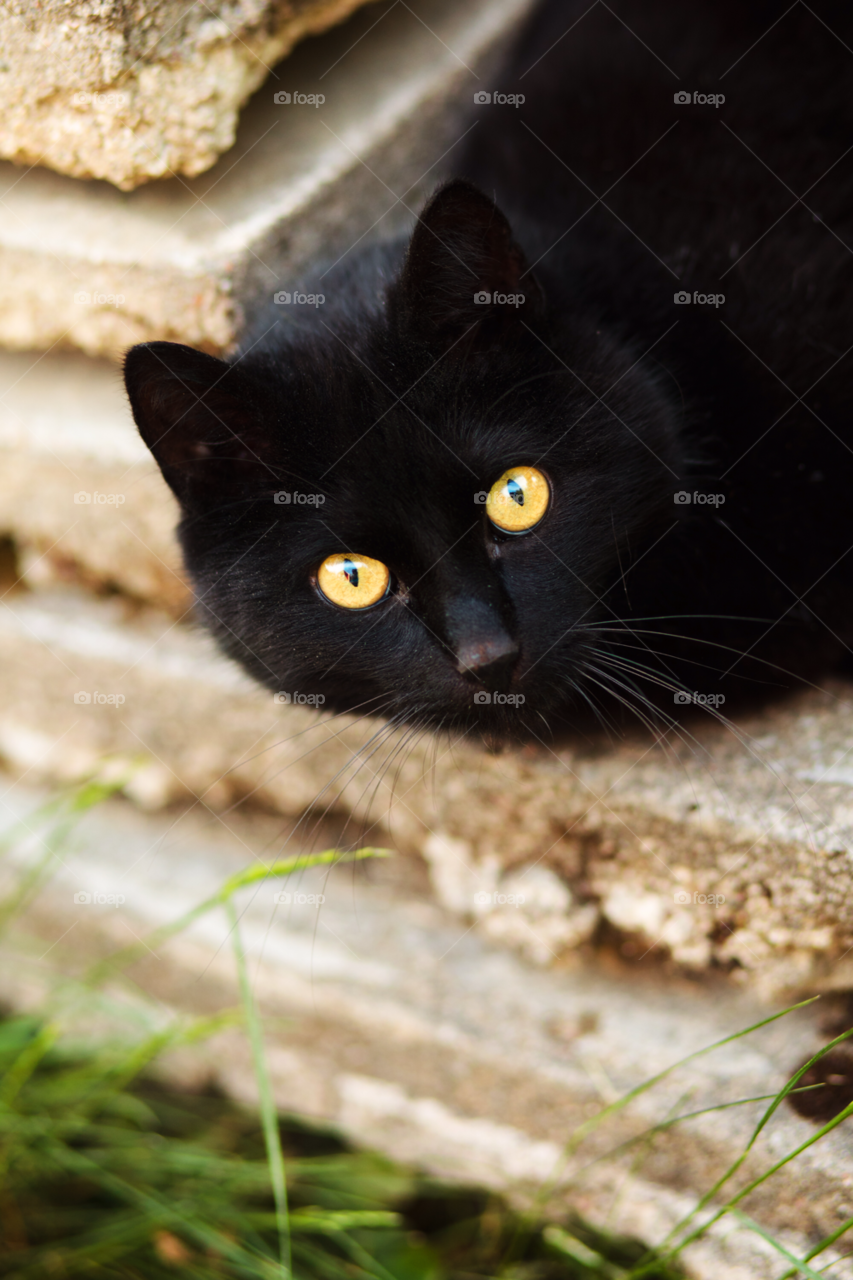 yellow black cat eyes by comonline