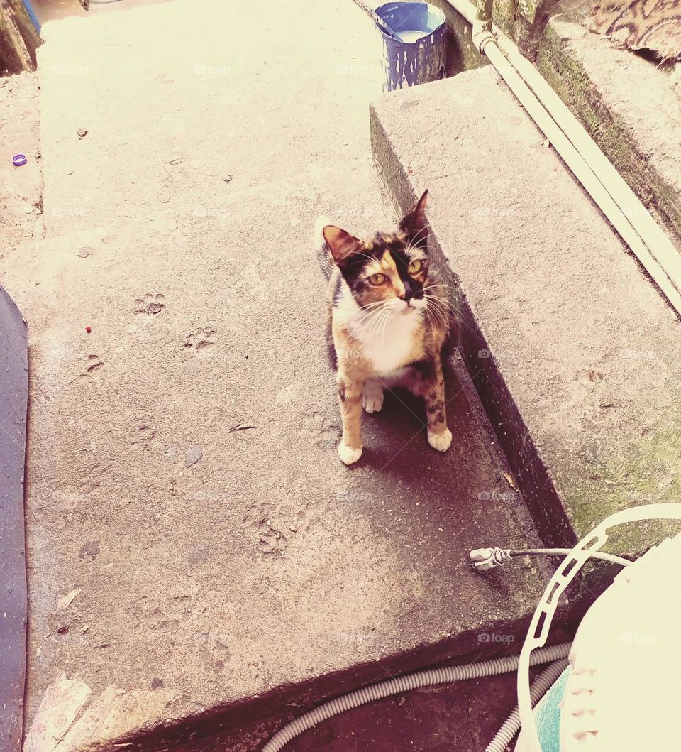 cat not too happy with this pic