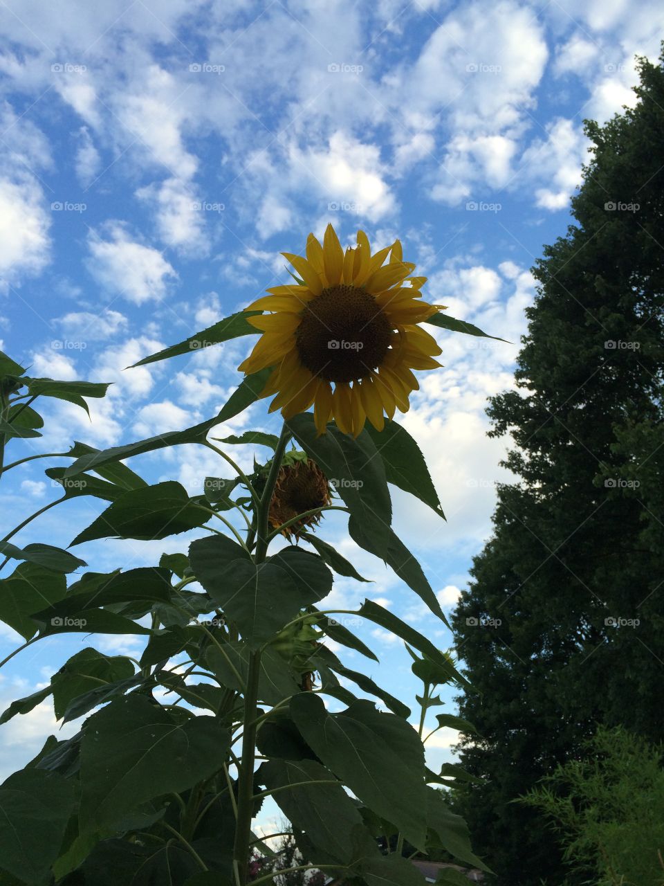 Standing beneath a giant sunflower