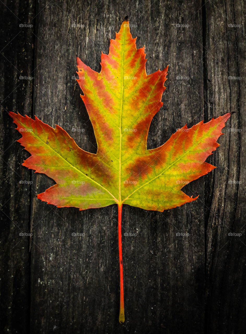 Mother Nature sets a Maple leaf ablaze with colors.