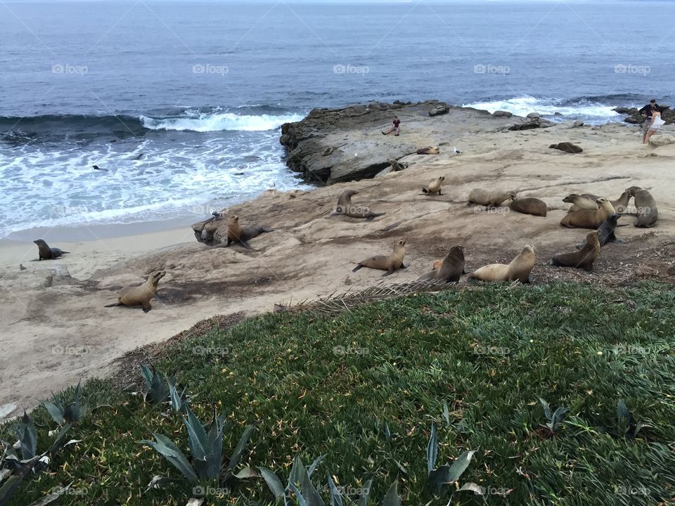 La Jolla, CA Beach with Seals 2016
