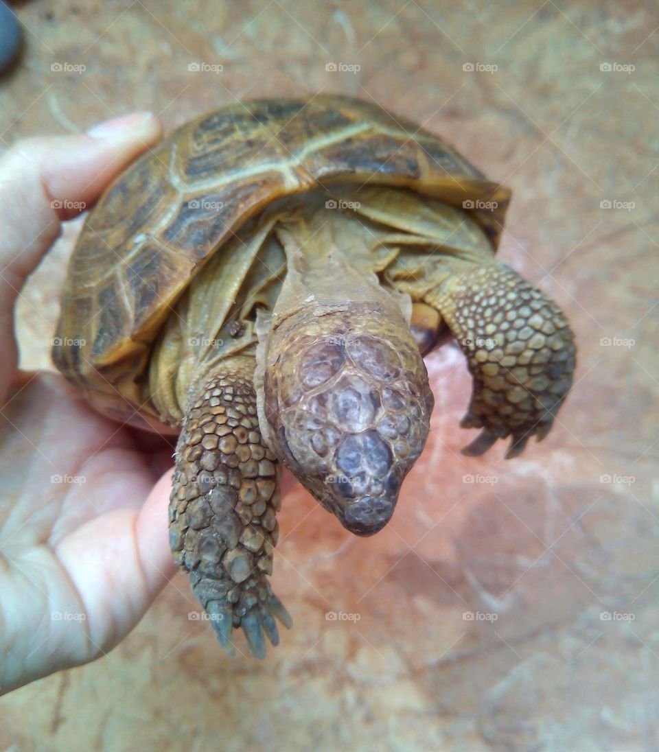 turtle pet beautiful portrait mobile photography