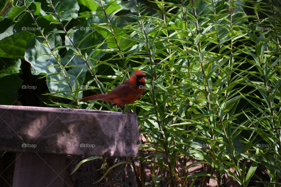 shaded cardinal on birdbaths
