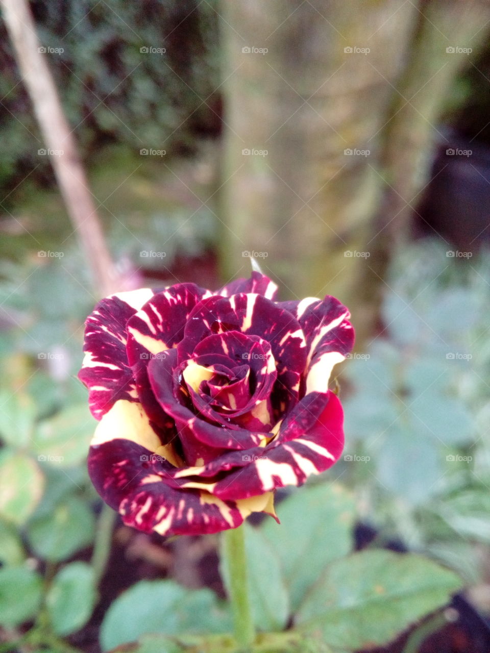 Red and White Rose macro