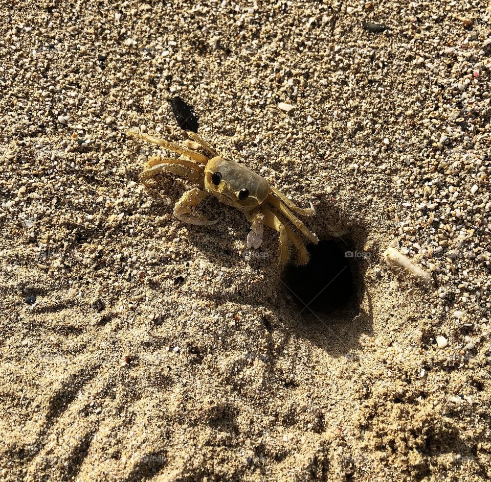 Crab in sand hole
