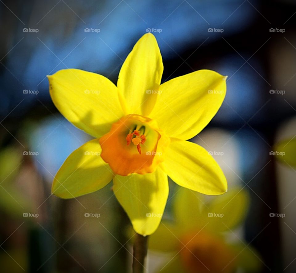 Daffodil in the sun