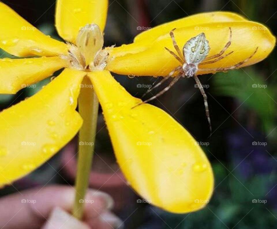 Spider on flower