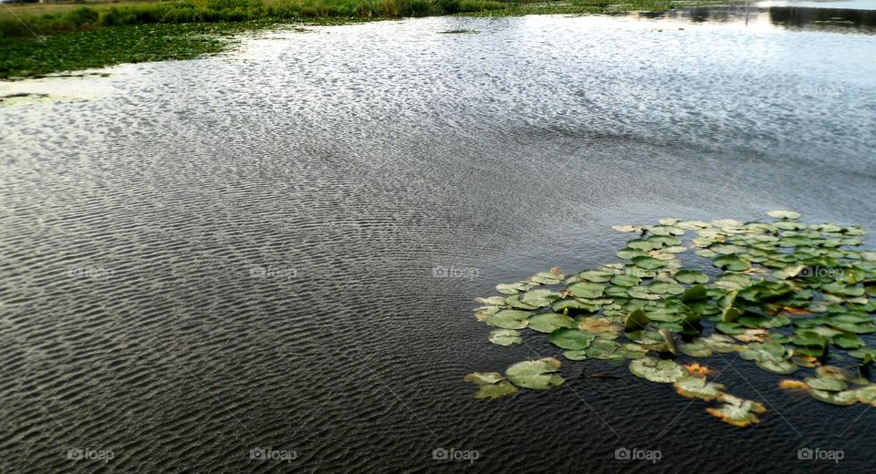 Lake in Confluence in Lyon in France