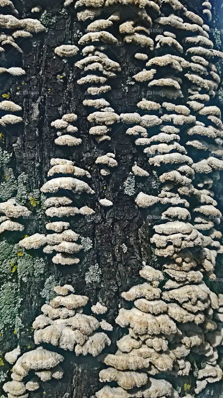 mushrooms