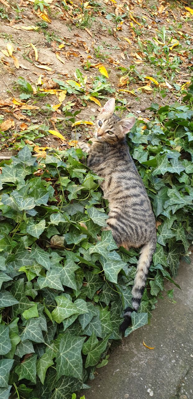 cat in the ivy