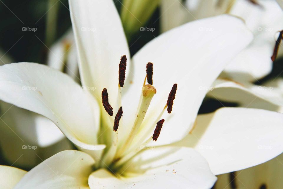 White Lily