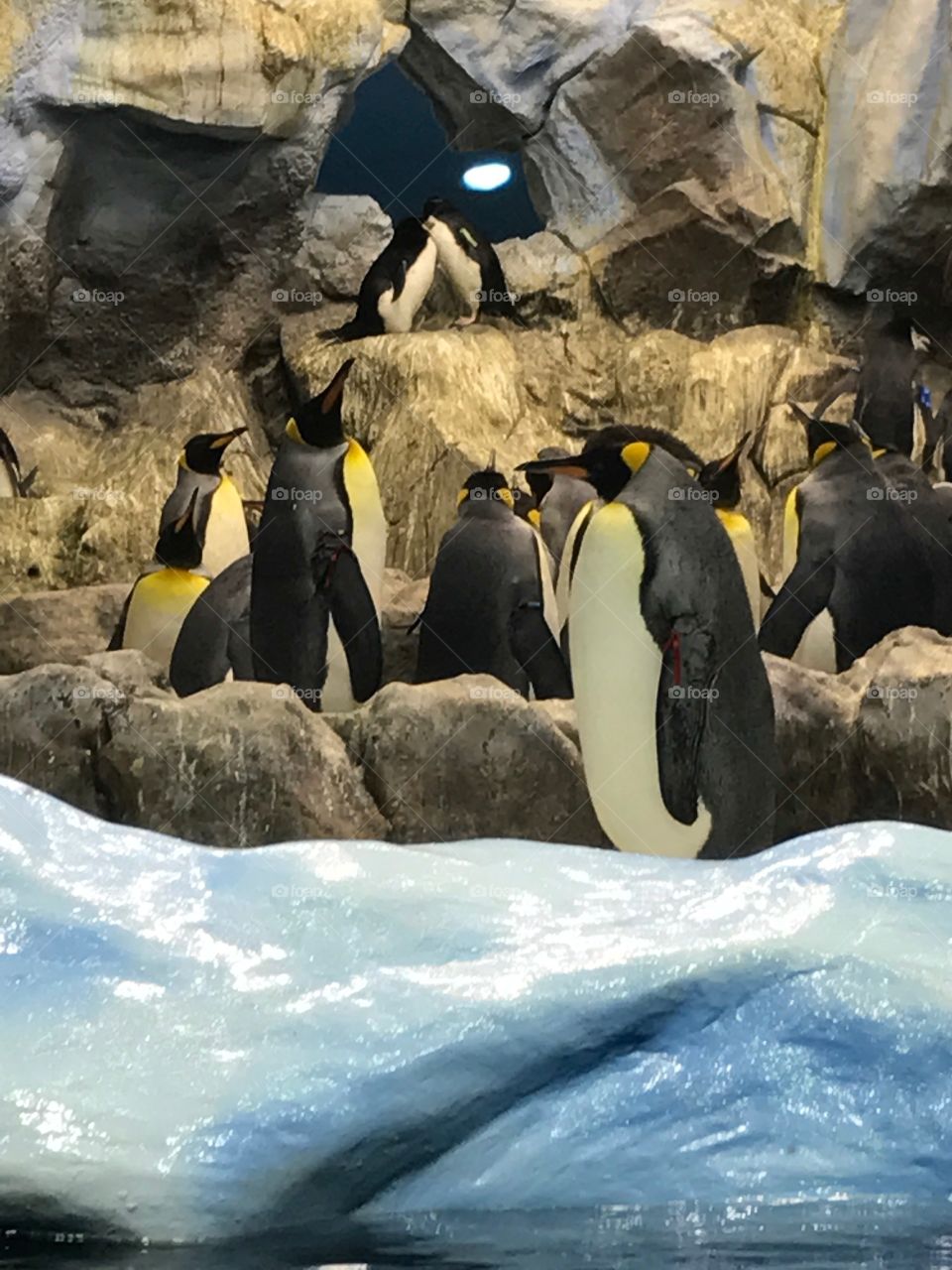 Penguins