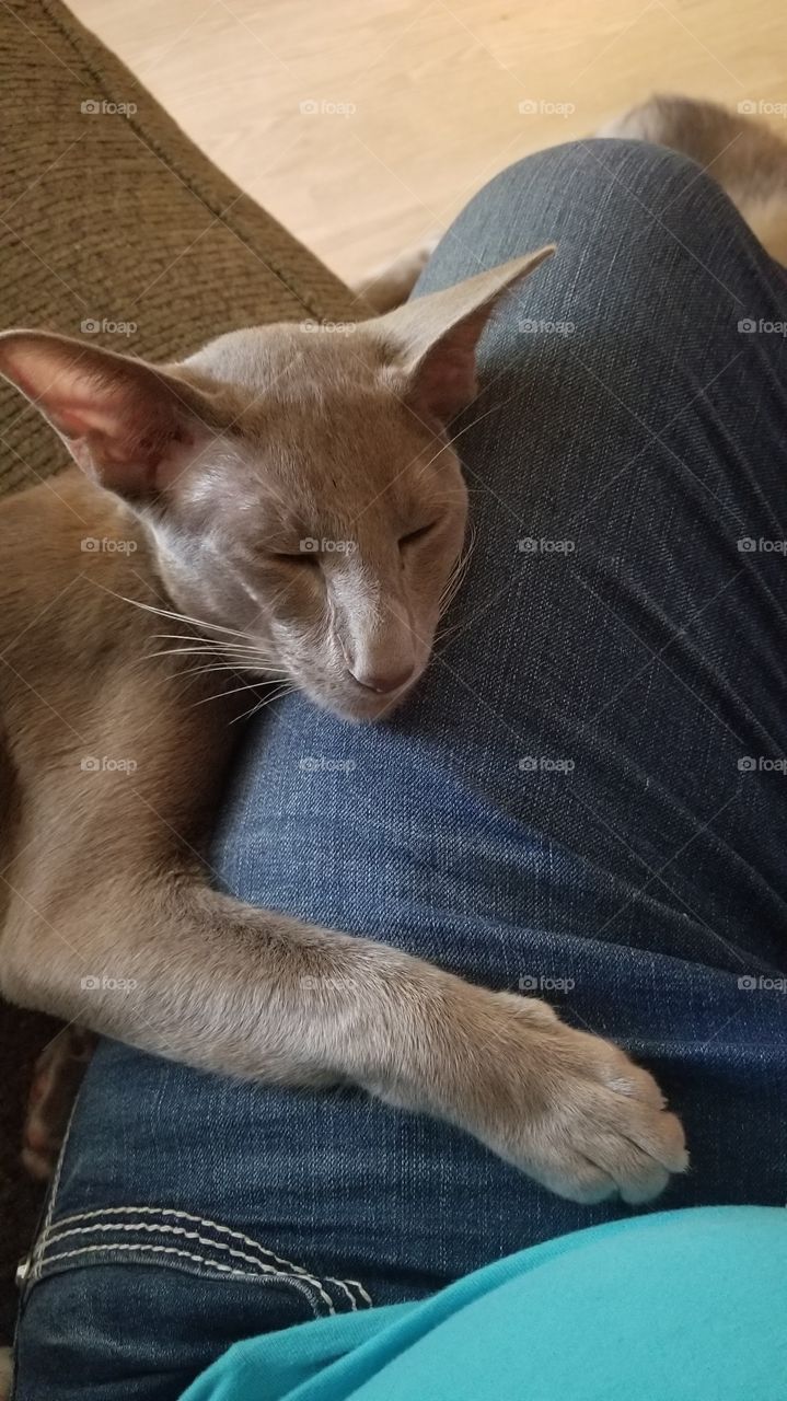 Sleeping Cat