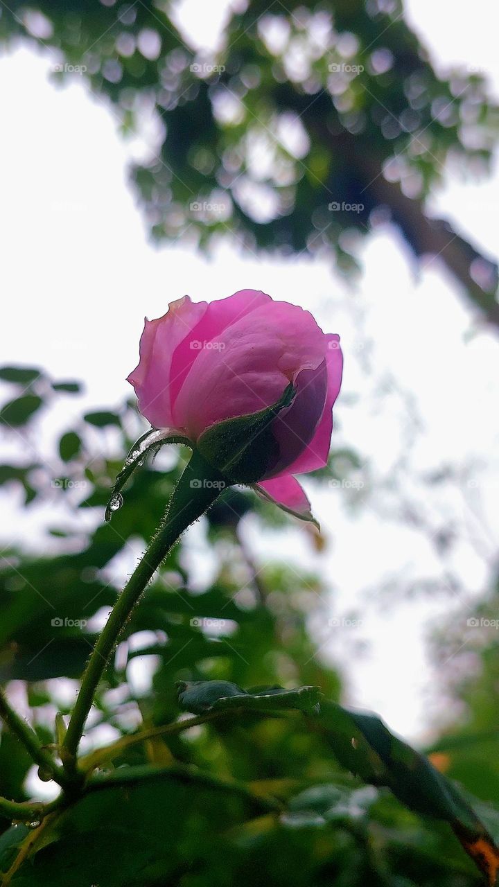 A rose flower is more beautiful than a rose. Rose is called the queen of flowers. And the rose bud