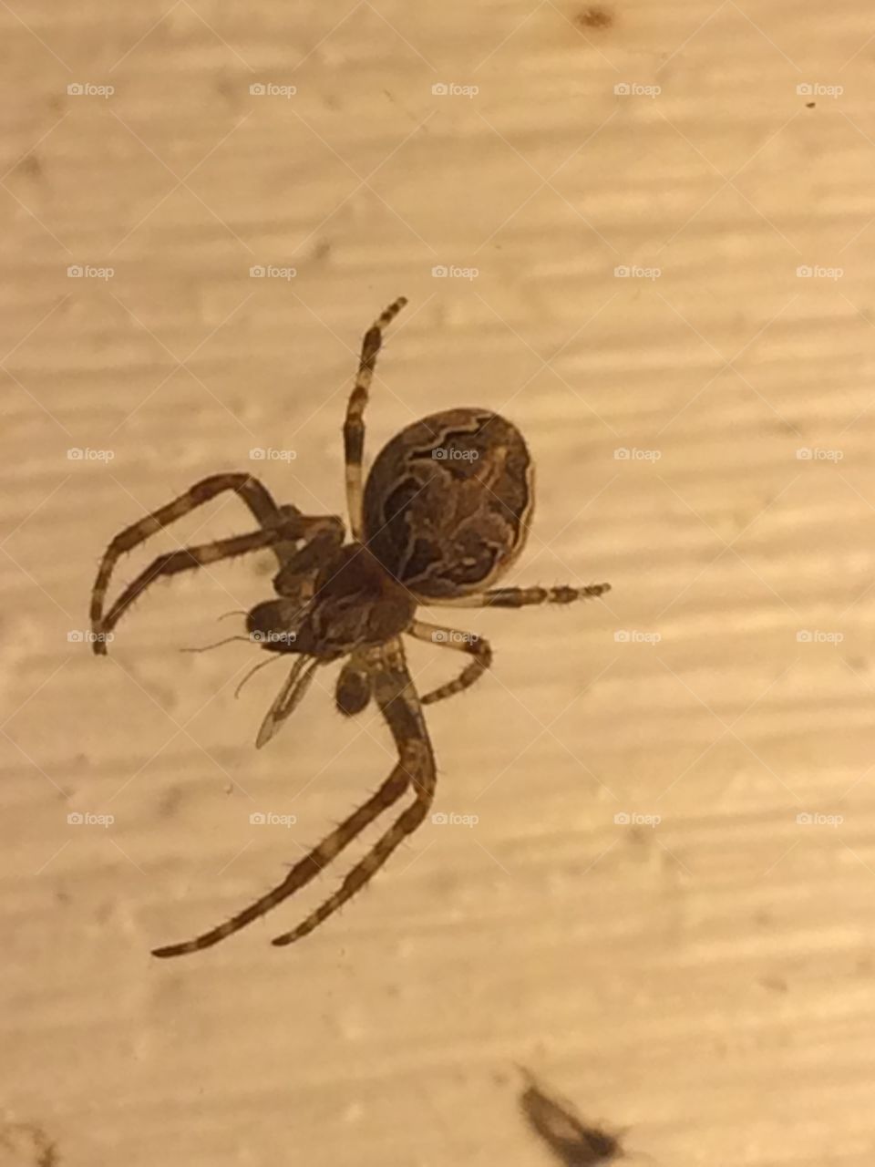 Dinner for the arachnid