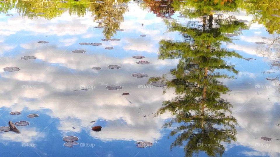 Nature Reflection