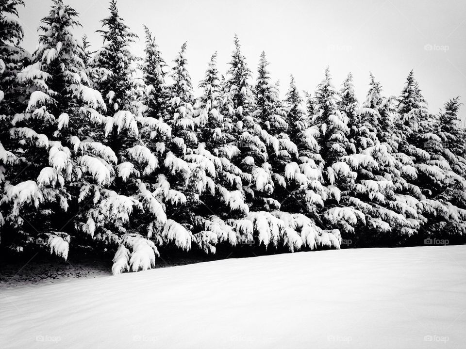 Snow covered trees
