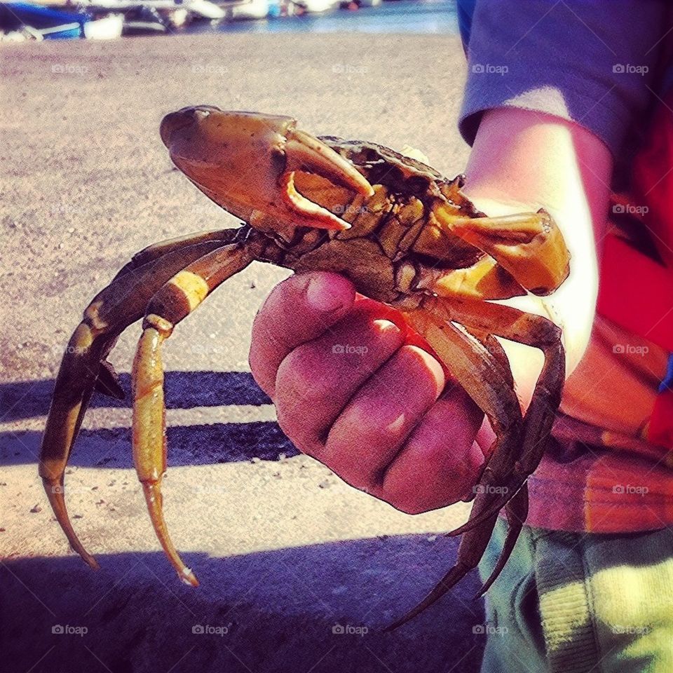 Crab, Crustacean, Shellfish, Claw, Lobster