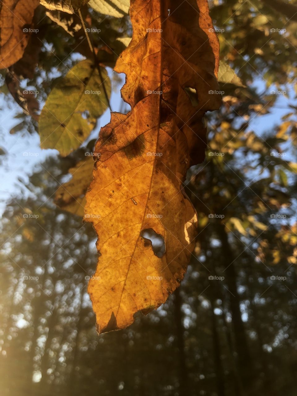 Closeup autumn leaf backlit by afternoon sunlight 